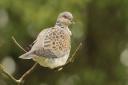 A turtle dove pictured at the RSPB's Titchwell nature reserve. Rupert Masefield says it's high time the bird was back on Springwatch...