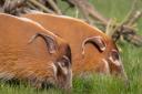 Red river hogs have unusual oinks, which sound more like a bassoon playing a single note  Picture: Richard Endall, ZSEA volunteer photographer
