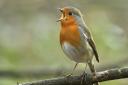 How many robins will you spot in your garden during the Big Garden Bird Watch 2019?  Picture: Getty Images/iStockphoto