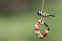 Make fruit and nut kebabs for visiting birds  Picture: David Tipling