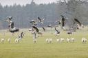 Great Bircham Foods are expanding into wholesale/online retail. Pictured: pink footed geese and sheep on the Sandringham Estate.PHOTO: IAN BURTCOPY:Chris BishopFOR:EDP NewsEDP pics © 2010(01603)772434