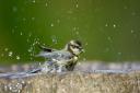 Birds will welcome the chance for a cooling bath in July.