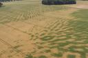 A drone's eye view of crop fields on the Euston Estate around the Breckland swales suffering from lack of water as the long dry spell continues into late June Picture: PETE MATSELL