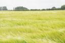 A barley field in Norfolk. Picture: Ian Burt