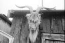 The haunted goat's head of Strumpshaw on display at Strumpshaw Gravel Pit. Date: Aug 1972.  Picture: EDP Library