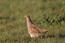 Grey partridges are just one of the species becoming rare in our countryside.