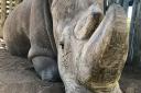 Sudan, the last living male northern white rhino, resting in his pen. Picture: Blair Costelloe/Getty Images/iStockphoto