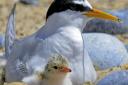 Could you give up a little bit of time to help Norfolk's little terns bring up the next generation?
