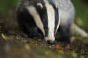 The government is to review its bovine TB strategy behind badger culls: Ben Birchall/PA Wire