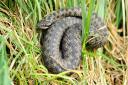 Adders can be active even at this time of the year.