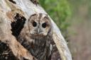 Tawny owl: A familiar sound in the Norfolk night... but not as familiar as it once was.
