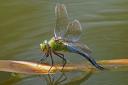 An emperor dragonfly lays an egg to start the life cycle all over again... Picture: Brian Shreeve/citizenside.com