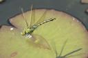 Everyone can help record dragonflies in their garden or local area. Picture: Dinah Goom/ Citizenside.