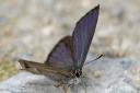 Purple hairstreak: This common species can be found in oak woodland.