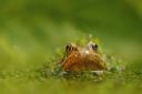 The poet Seamus Heaney was inspired by frogs when he was a child - what nature wonder inspires you?
