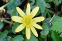 Lesser celandine: flowering much earlier than usual this year.
