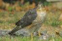 An encounter with a sparrowhawk was one of a trio of nature surprises for Pam Taylor.