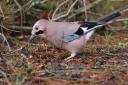 Jay: Pam Taylor enjoyed a close-up view of a pair of jays in her garden.