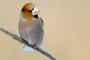 Hawfinch: Its bill can generate 50kg of crushing power.