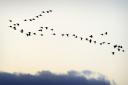 Formation team: the V-shape of a skein of geese is an aerodynamically-efficient method of flight. Picture: Matthew Usher