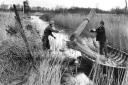 January 1949, and 65-year-old marshman Jack Wisken (in the boat) with his mate Edwin Shingles harvests reeds on Colman’s marshes at Woodbastwick. The reeds were destined for thatching on Col. H Cator’s estate.Photo: Archant Library