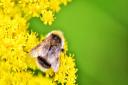 Bumble bees: There are many species of this type of bee to be found in Norfolk. Picture: Ben Mutton/citizenside.com