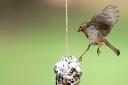 A robin on a pine cone feeder. Its numbers have risen by more than a third in the past decade. Picture: RSPB