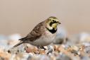 Shore lark: These wintering birds are regular visitors to North Norfolk.