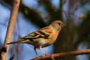 Brambling: This species has made a first-ever appearance at Grace Corne's bird feeders. Picture: Richard Woodhouse/citizenside