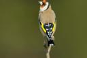 Goldfinch: This beautiful bird will flock to garden feeders if you offer it the right seeds. Picture: John Bridges/RSPB