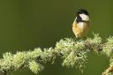 A coal tit on a lichen-covered branch. Picture: Ben Hall/RSPB
