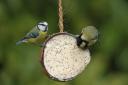 Two of the top ten birds: A blue tit and great tit on a coconut feeder. Picture: Chris Gomersall/RSPB