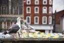 A lesser black backed gull in Norwich market place. Picture: Antony Kelly