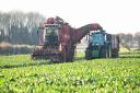 Sugar beet, here being harvested in north Norfolk, has been the star performer for the year. Picture: Ian Burt