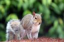 Grey squirrel: This healthy individual is bright-eyed and bushy-tailed - but the one that Rex Hancy saw in his garden had a sadder story to tell. Picture: David Rushbrook/citizenside.com