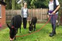 Donkey's at Heron Lodge care home in Wroxham. Photo: Kingsley Healthcare