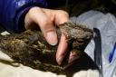 Nightjar being measured, as scientists following the antics of the lovelorn bird which unexpectedly travelled more than 600 miles across the UK in a quest to find a mate have renamed the bird Marcel, after the Love Island contestant. Photo Dr Kathryn Arno