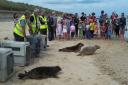 Seals released on Horsey Beach by Friends of Horsey Seals. Picture: Kim Mercer