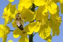 A honey bee on an oilseed rape flower.  Picture: MARK BULLIMORE