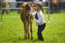 There are many traditional activities to enjoy at The Royal Norfolk Show. Picture: Ian Burt