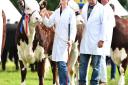Royal Norfolk Show 2016. The Grand Parade of cattle, sheep, horses, pigs and goats. Picture: James Bass