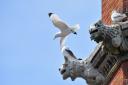 Kittiwake birds nested on the tower of the Our Lady of the Sea Church, Lowestoft.  Picture: Nick Butcher