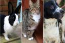 These animals are all currently avaliable for adoption at the RSPCA. Photos from RSPCA East Norfolk.