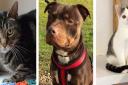 Athena, Simon and Scrumpy waiting to be rehomed. Photo's: RSPCA East Norfolk