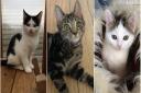 Aspall, Olaf and Scrumpy are all up for adoption at RSPCA East Norfolk. Photos from RSPCA East Norfolk.