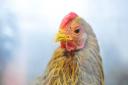 One of the chickens on show at a previous Lowestoft and Great Yarmouth Poultry Club show. Picture: Archant.