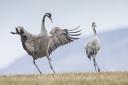 Dancing cranes. Picture: Paul Richards