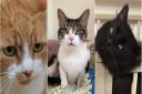 Jaffa, Tabitha and Trump are all up for adoption at RSPCA East Norfolk. Photos from RSPCA East Norfolk