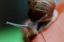 Snails were the inspiration for the former name of a street in Norwich (Picture: Nick Ansell/PA Wire)