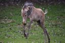 The three-week-old Grevy's Zebra in action at Banham Zoo. Picture: DENISE BRADLEY
